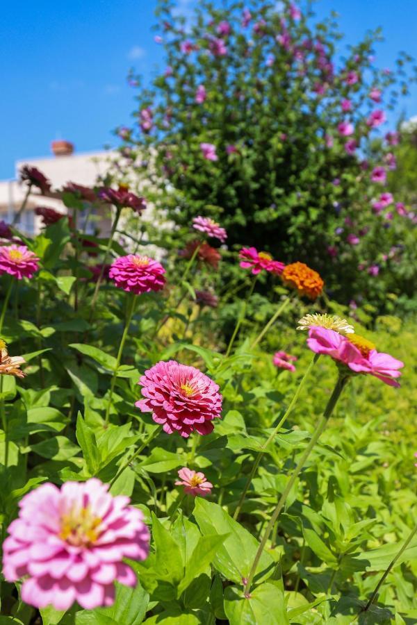 Apartment Garden M&M Dubrovnik Extérieur photo