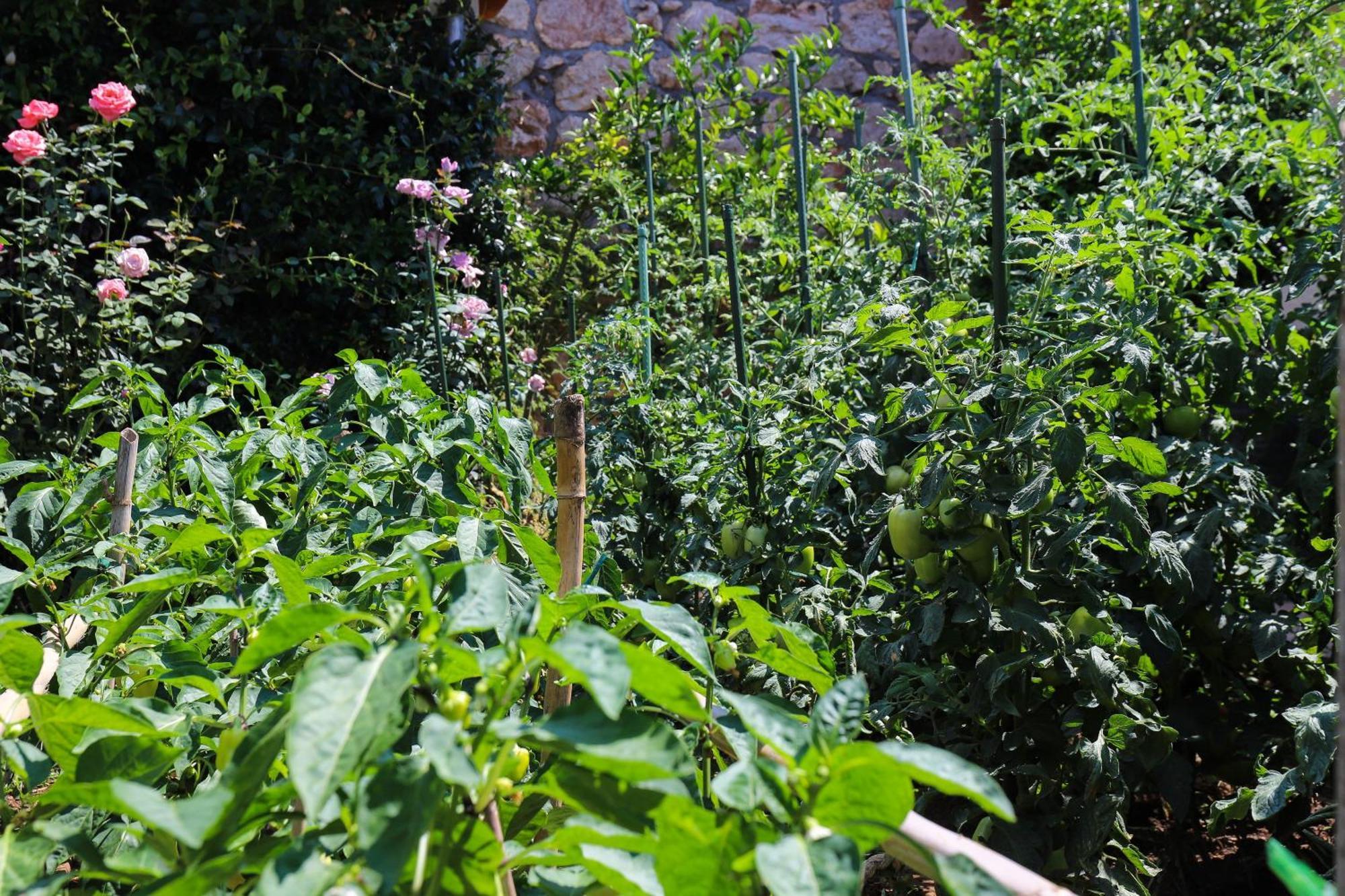 Apartment Garden M&M Dubrovnik Extérieur photo